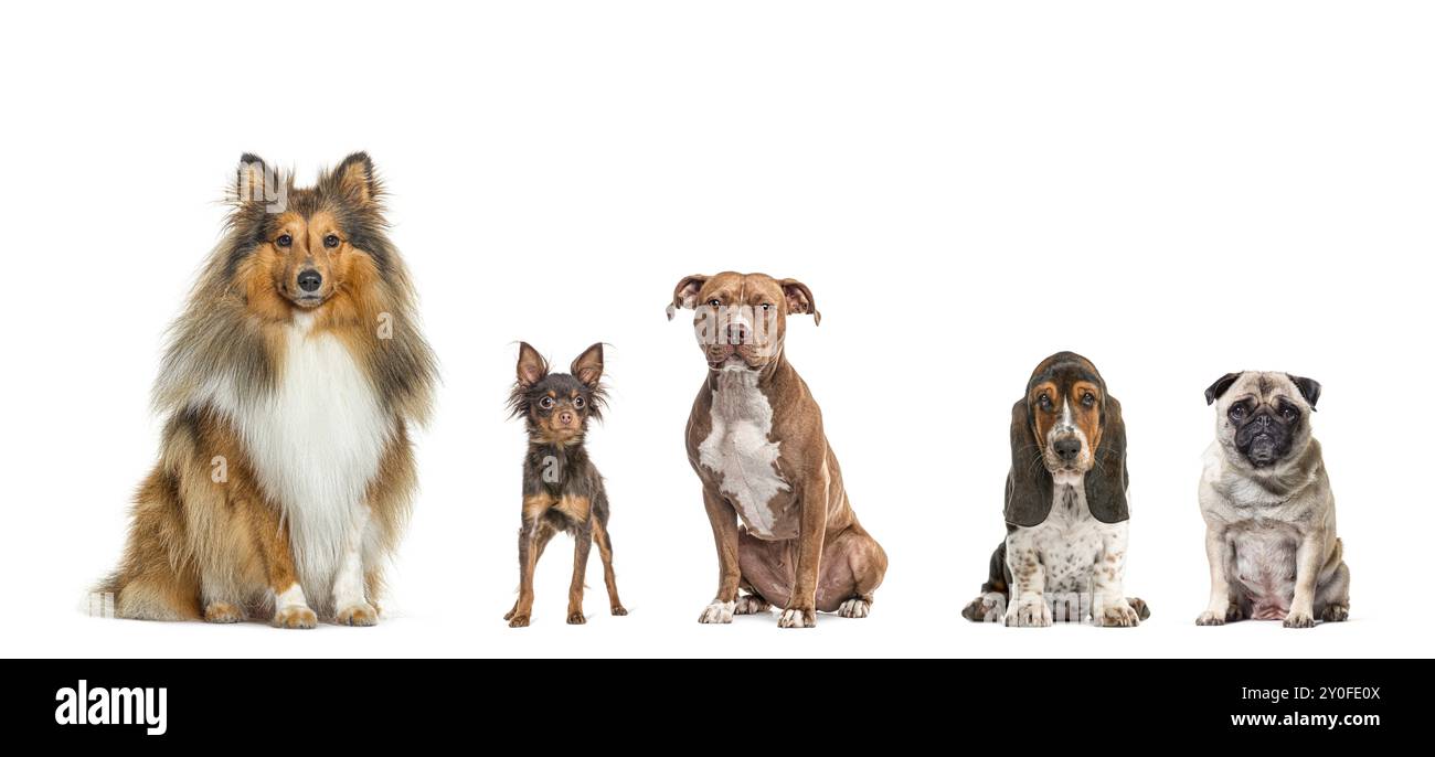 Cinque cani di razze diverse seduti insieme in fila, guardando la telecamera, isolati sul bianco Foto Stock