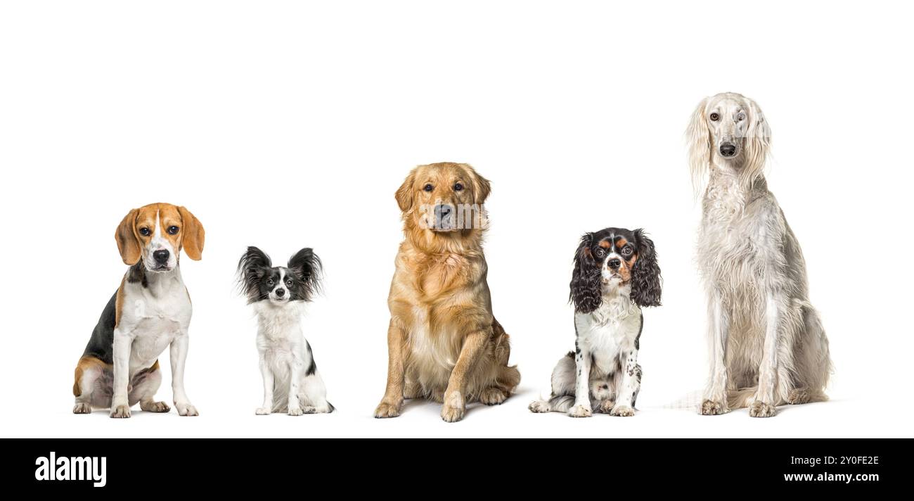 Cinque cani di razze diverse seduti insieme in fila, guardando la telecamera, isolati sul bianco Foto Stock