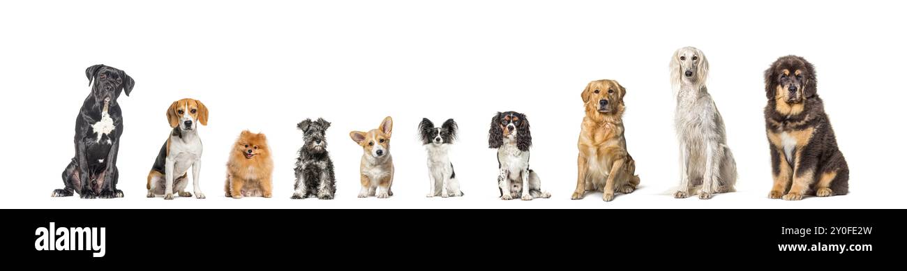 Cinque cani di razze diverse seduti insieme in fila, guardando la telecamera, isolati sul bianco Foto Stock