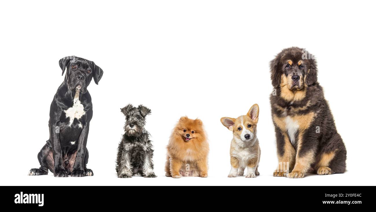 Cinque cani di razze diverse seduti insieme in fila, guardando la telecamera, isolati sul bianco Foto Stock