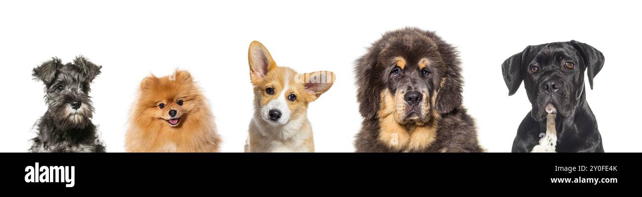 Ritratto di cinque cani di razza diversi affiancati, isolati su bianco Foto Stock