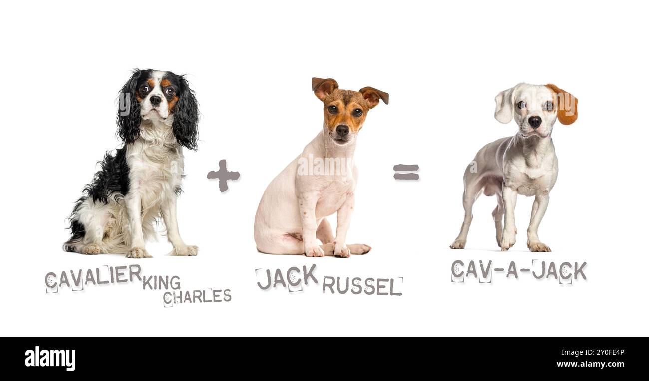 Illustrazione di un mix tra due razze di cani - Cavalier King Charles Spaniel e Jack Russell Terrier che danno alla luce un cav-a-jack Foto Stock