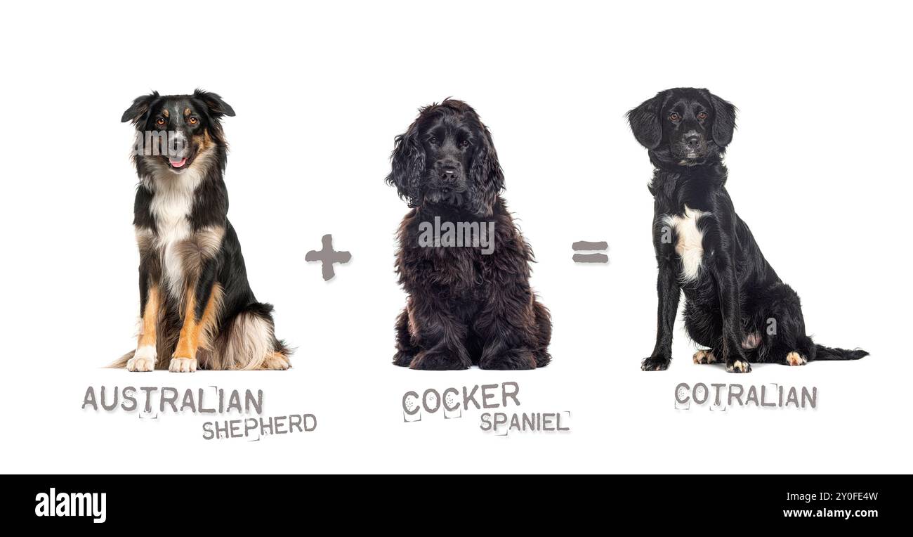 Illustrazione di un mix tra due razze di cani - pastore australiano e cocker spaniel che danno alla luce un cotraliano Foto Stock