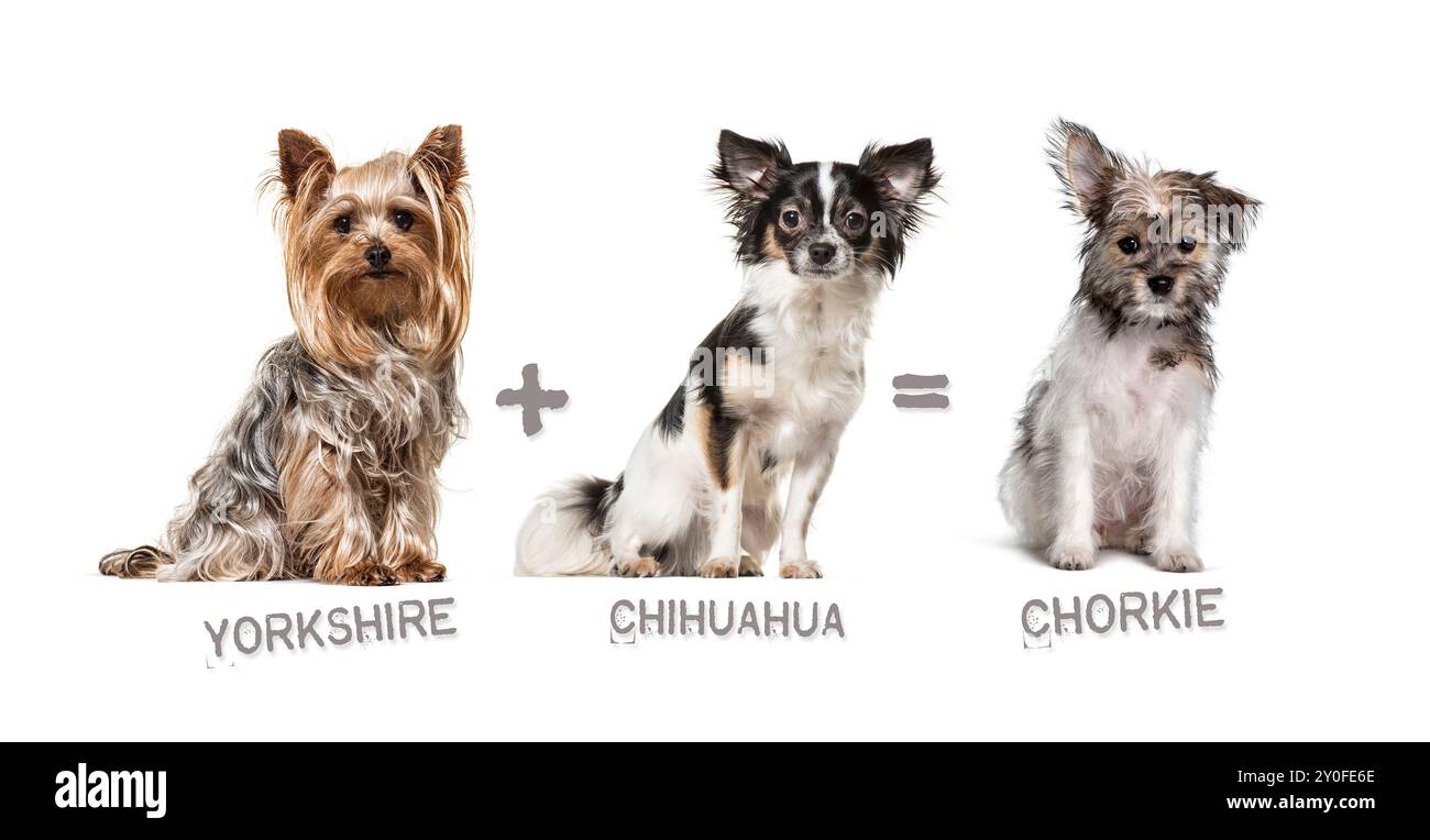 Illustrazione di un mix tra due razze di cani - yorkshire terrier e chihuahua che danno alla luce una chorkie Foto Stock