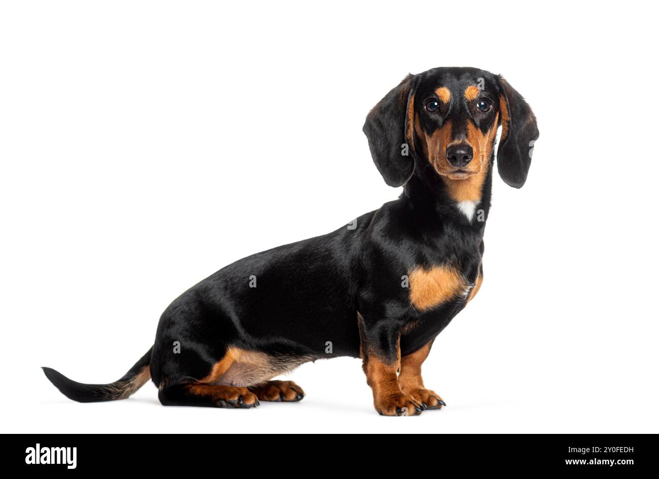 Un simpatico cane dai capelli corti con pelliccia nera e abbronzata è seduto e guarda avanti su uno sfondo bianco Foto Stock