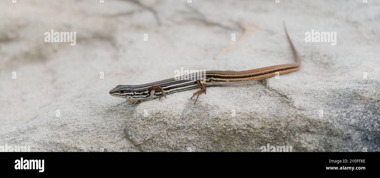 Eastern Water Skink su una roccia Foto Stock