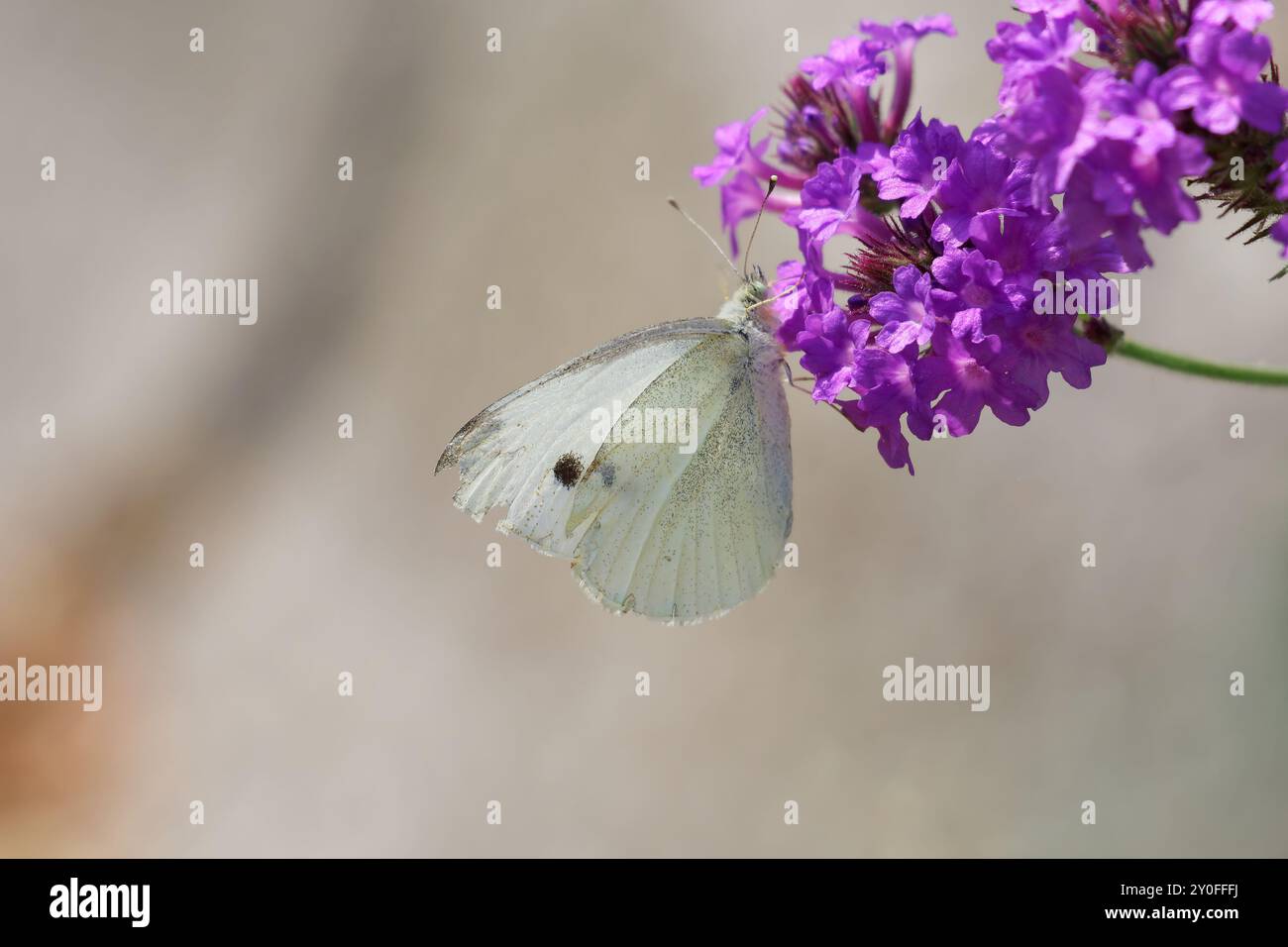 Piccola farfalla bianca su fiore viola Foto Stock