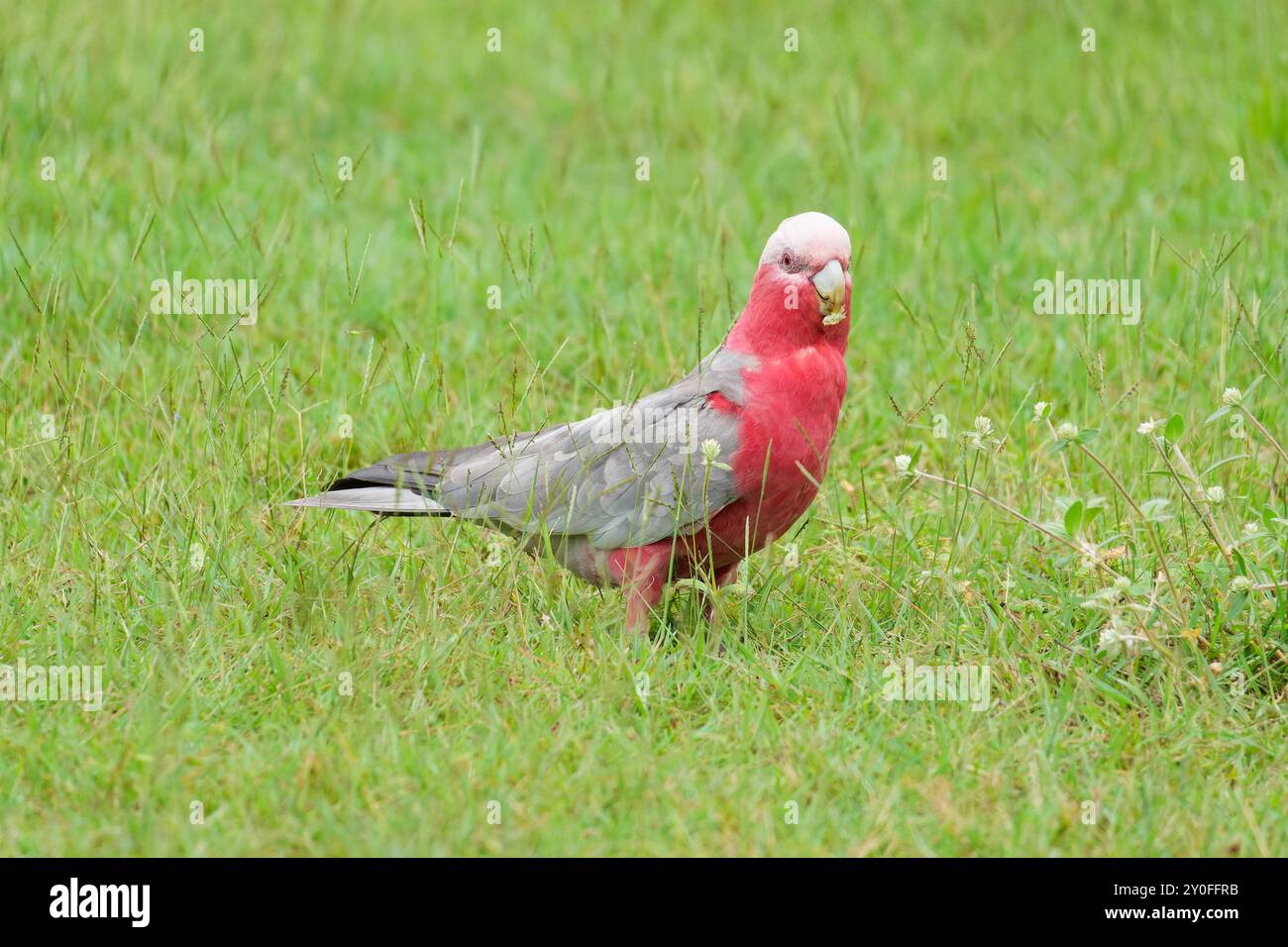 Uccello Galah in piedi sull'erba Foto Stock