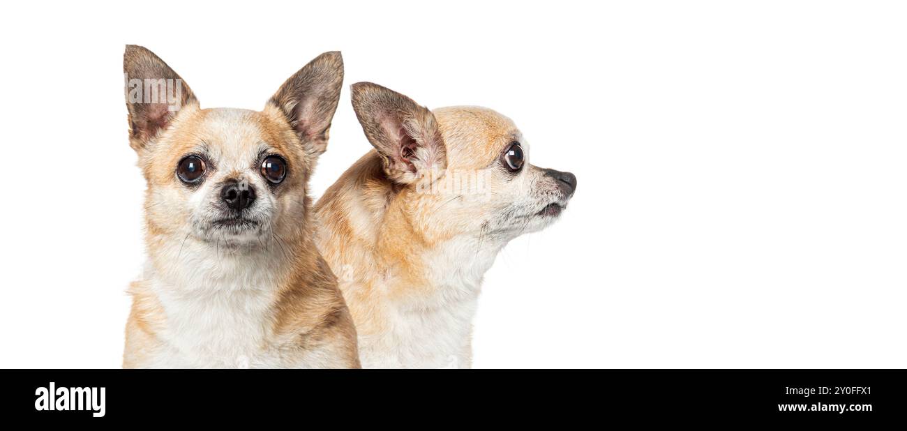 Confronto morfologico della testa tra una faccia e un profilo di Chihuahua, isolato su bianco Foto Stock