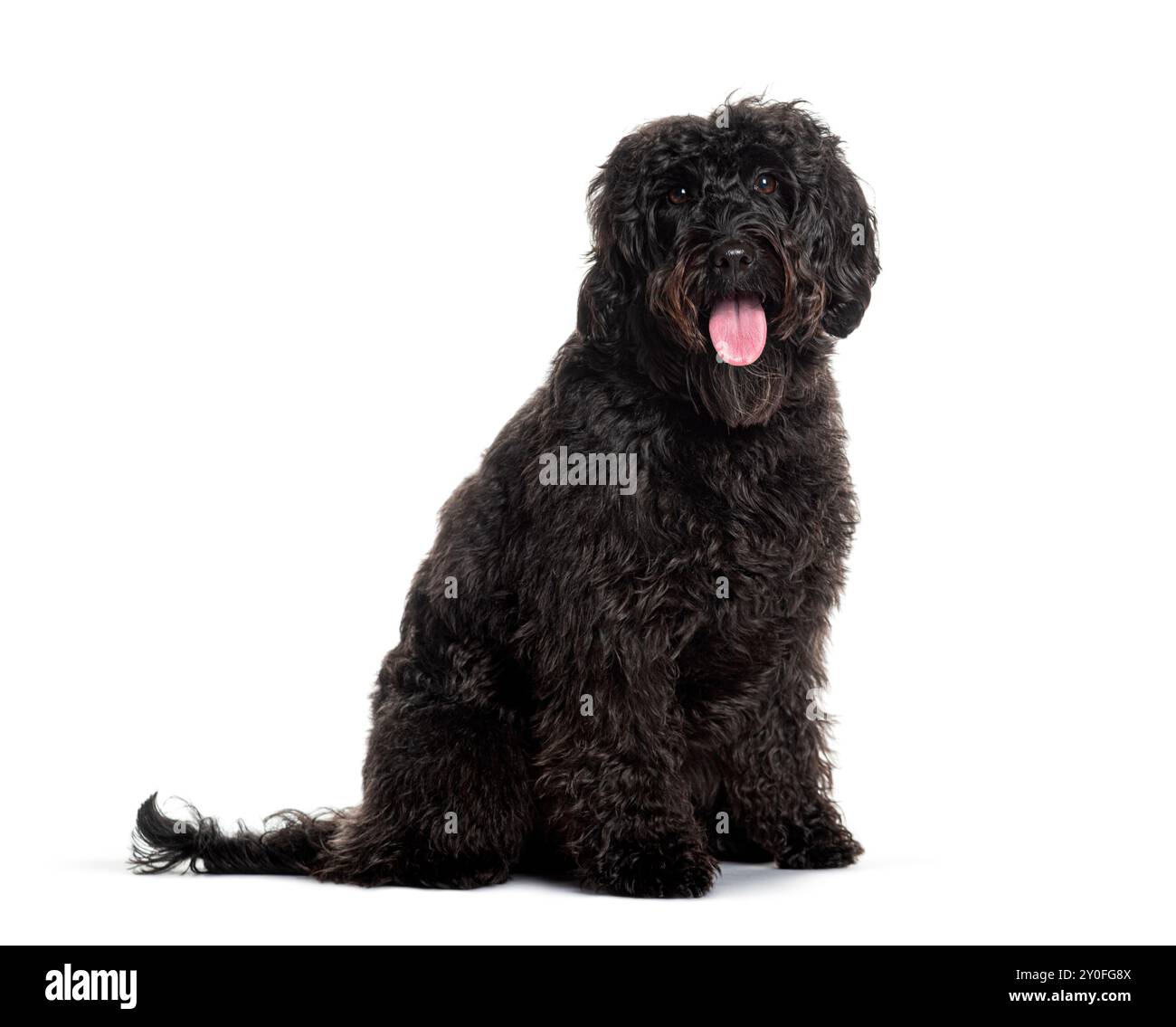 Labradoodle nero felice seduto su sfondo bianco, sporgendo la lingua Foto Stock