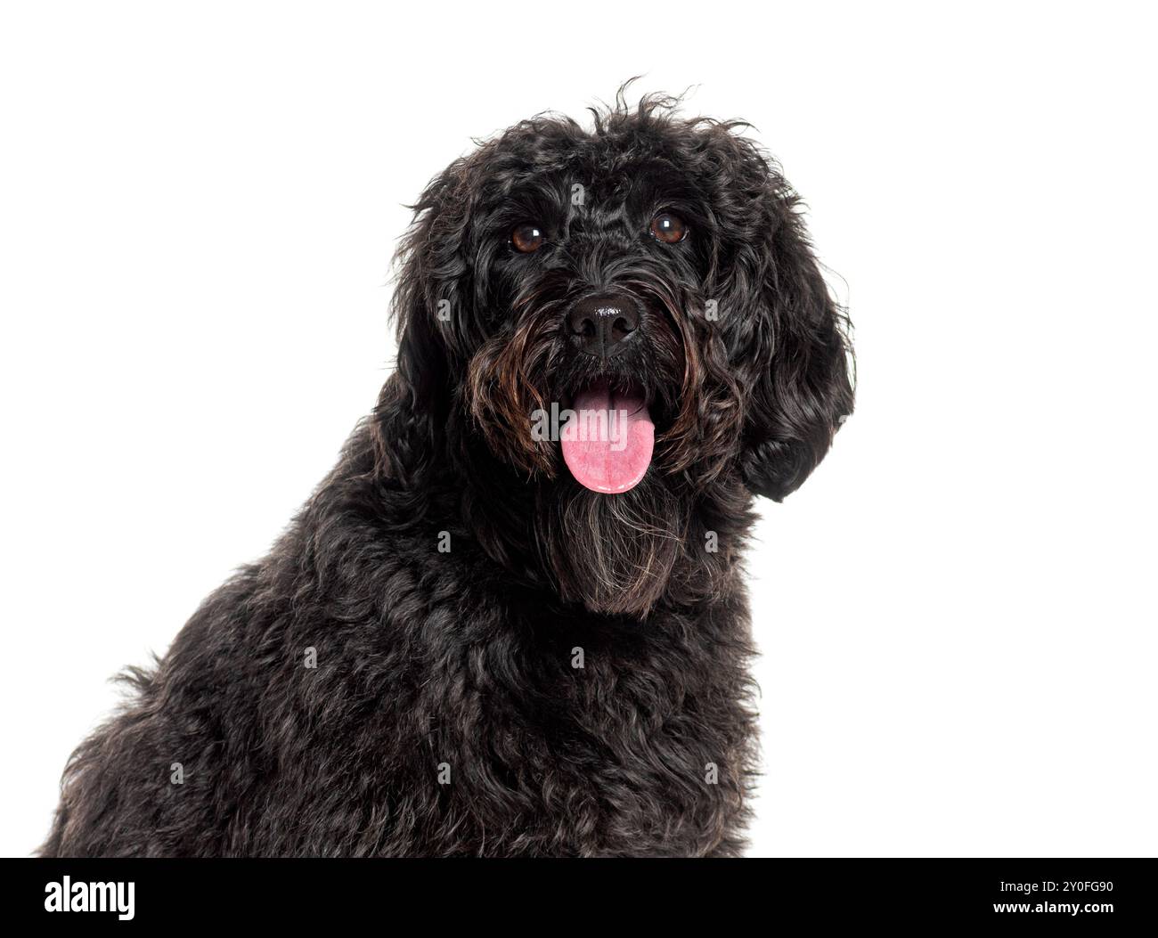 Adorabile labradoodle nero che piange e guarda lo spettatore Foto Stock