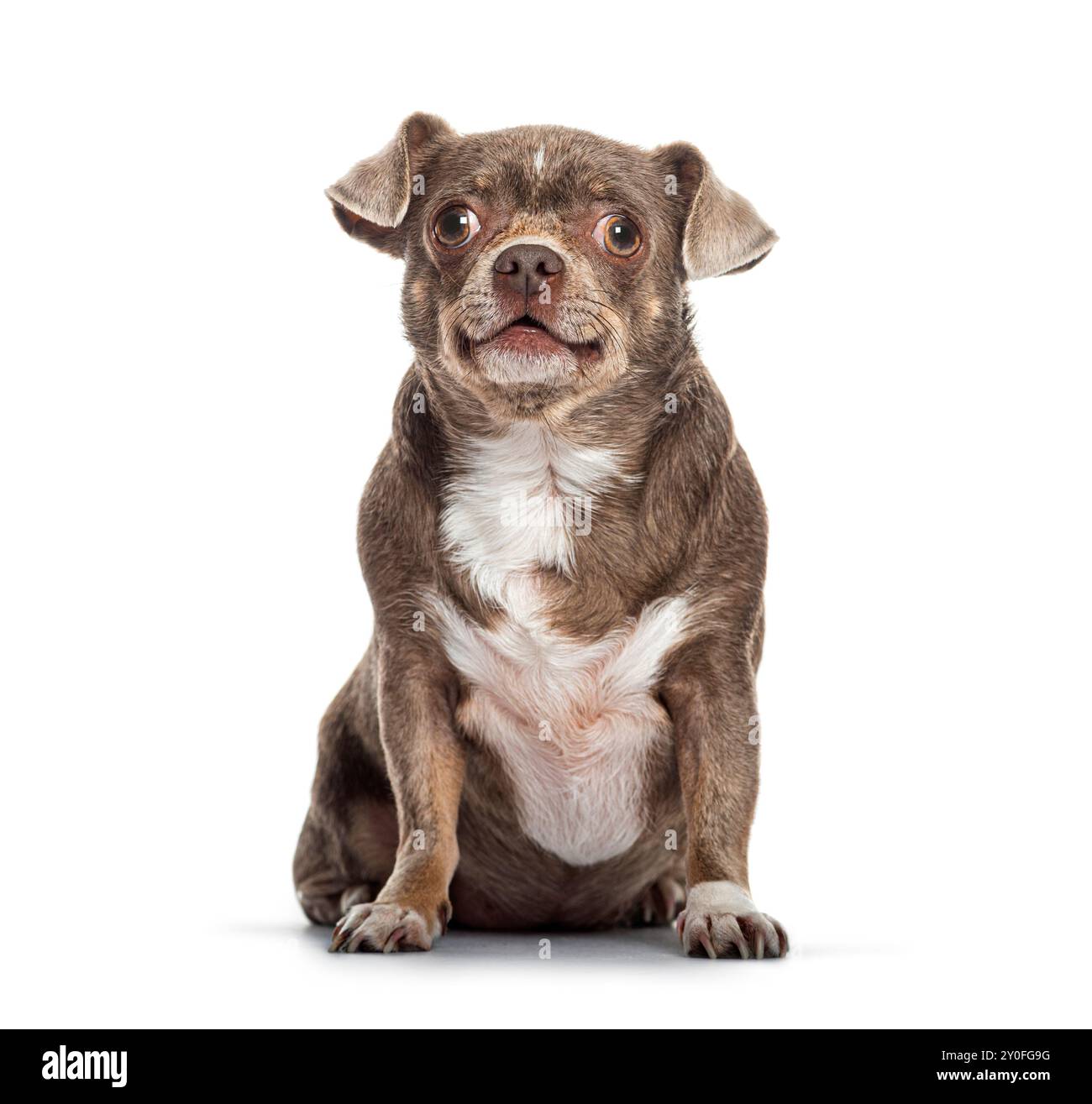 Cane incrociato dai capelli corti marrone e bianco con chihuahua seduto che guarda in alto con espressione felice, isolato sul bianco Foto Stock