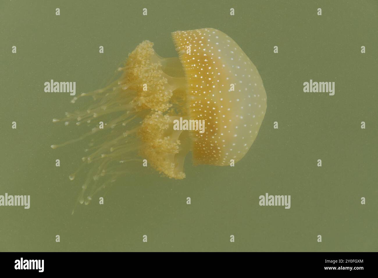 Le meduse australiane sono state avvistate in acque torbide Foto Stock