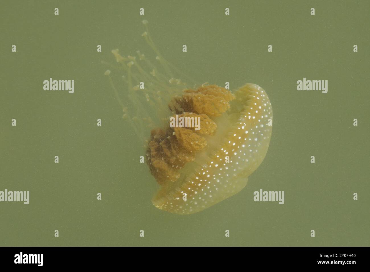 Le meduse australiane sono state avvistate in acque torbide Foto Stock