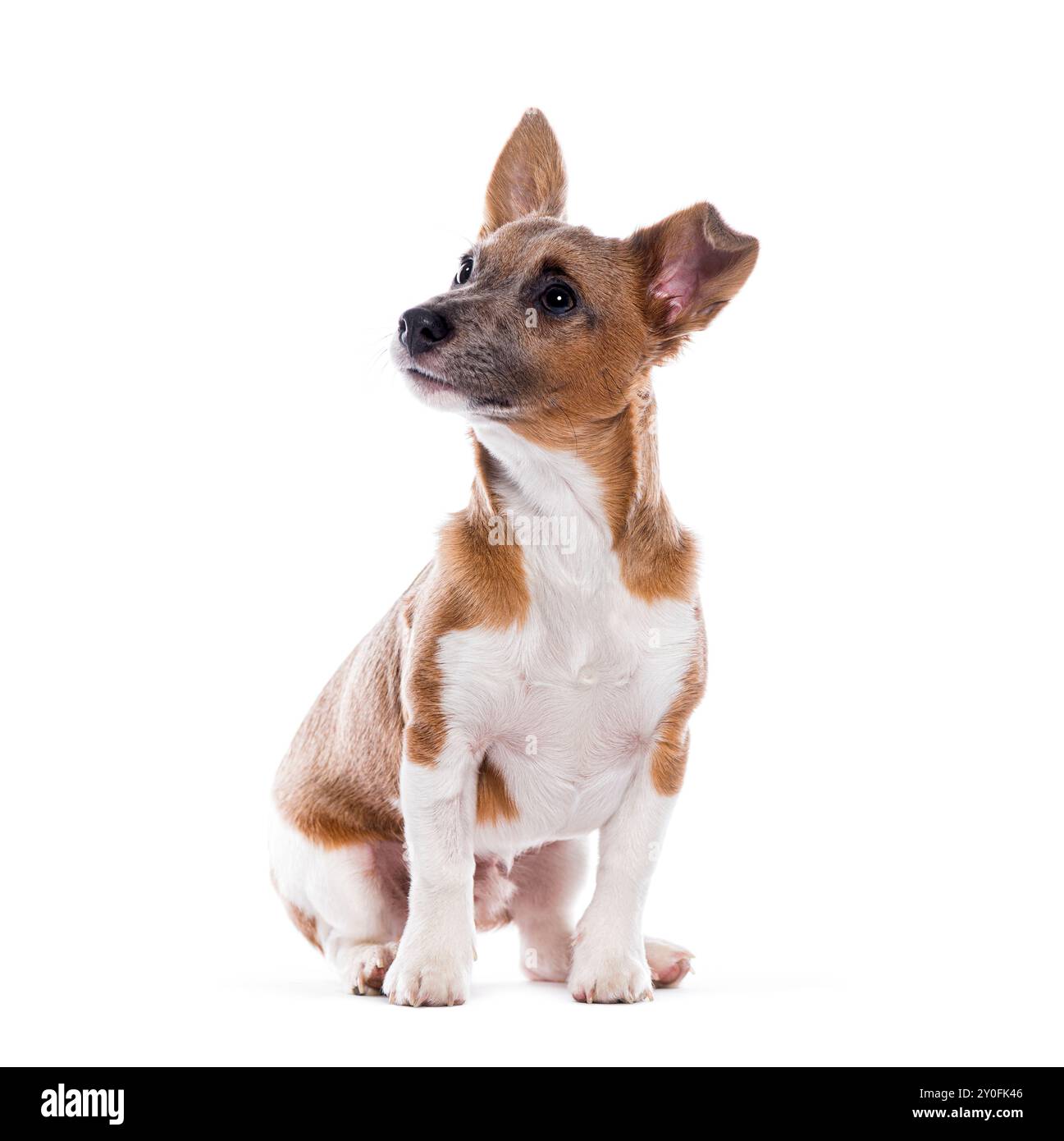 Jack russell terrier che guarda in alto, isolato sul bianco Foto Stock