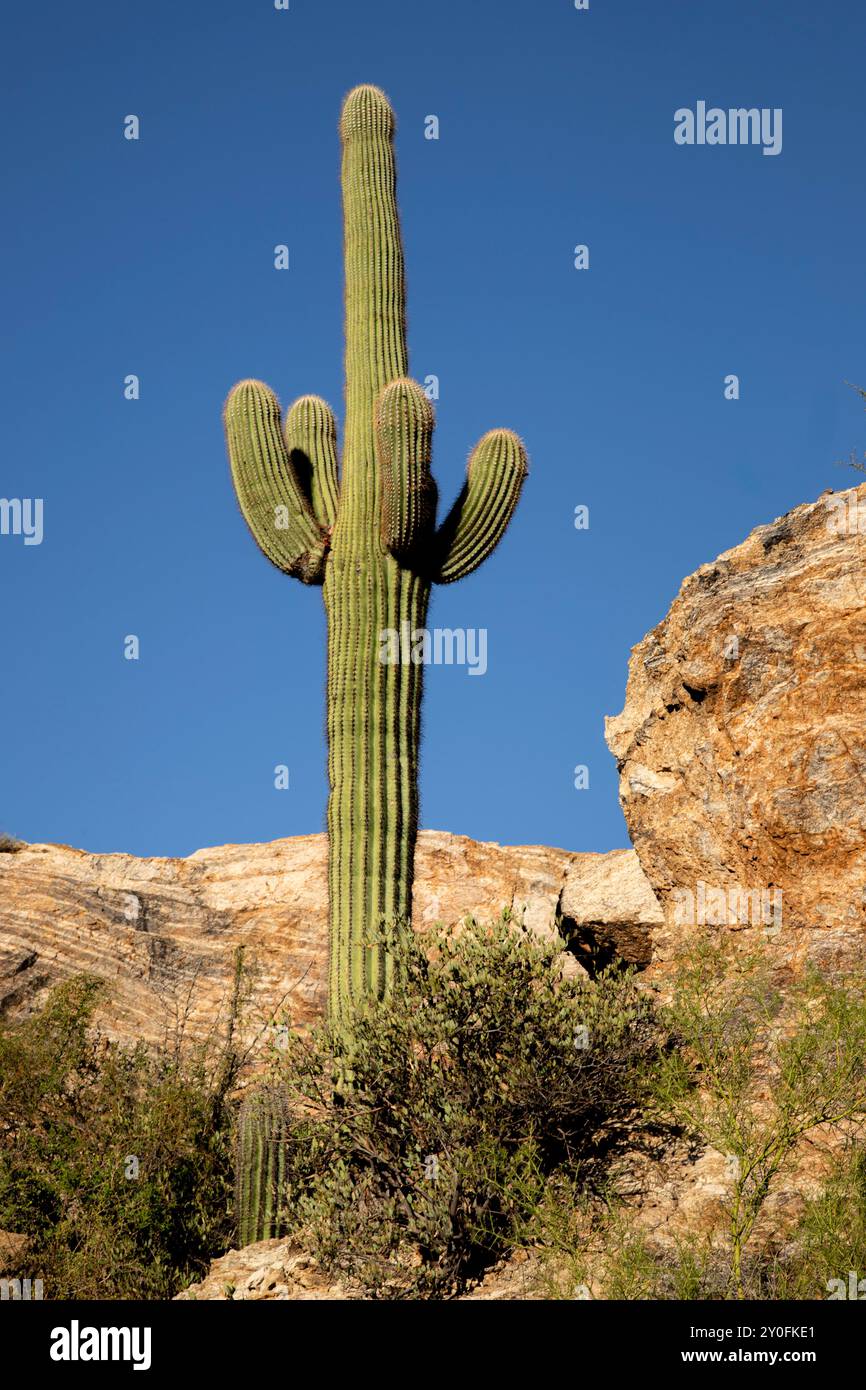 Un cactus di saguaro (Carnegiea gigantean) in piedi accanto alle formazioni rocciose di Javelina Rocks nel Saguaro National Park vicino Tucson Arizona, USA. Foto Stock