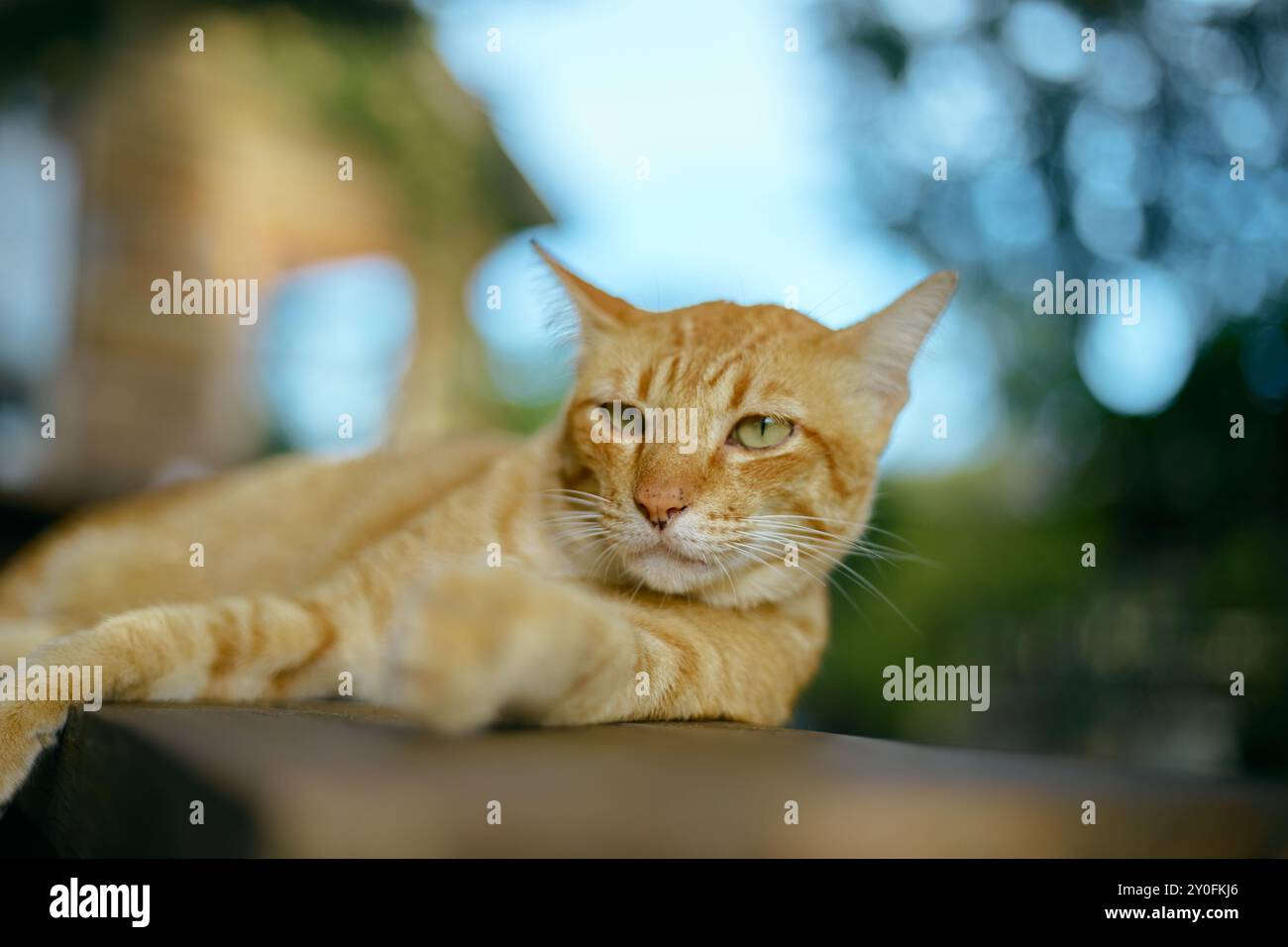 Primo piano gatto arancione steso su una panchina di legno Foto Stock