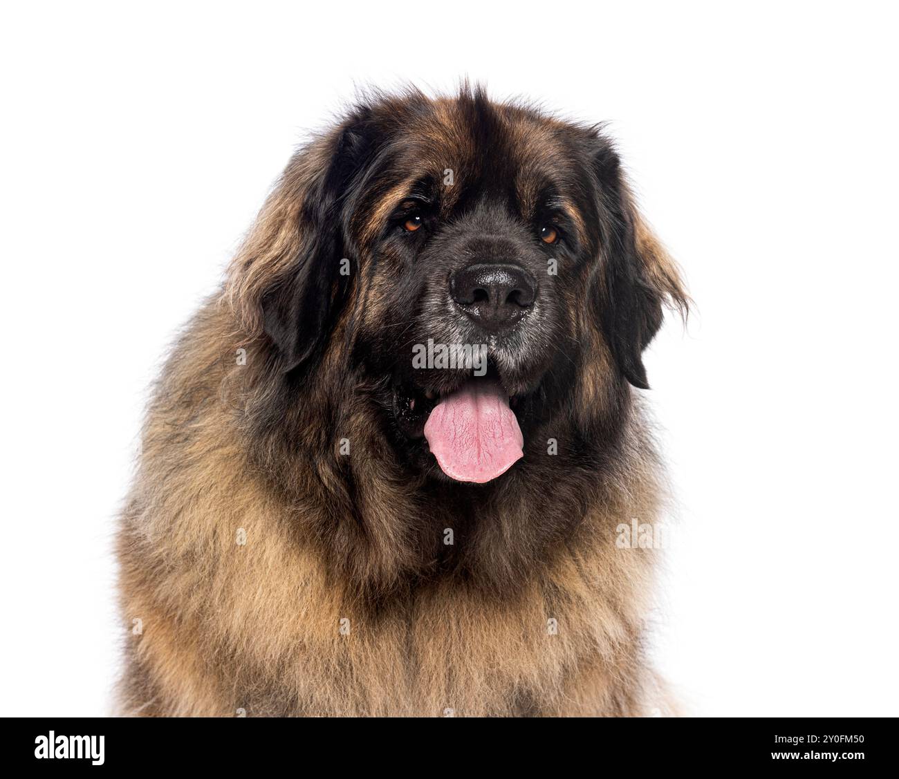 Ritratto di un Leonberg che sbuca la lingua e guarda lontano, isolato sul bianco Foto Stock