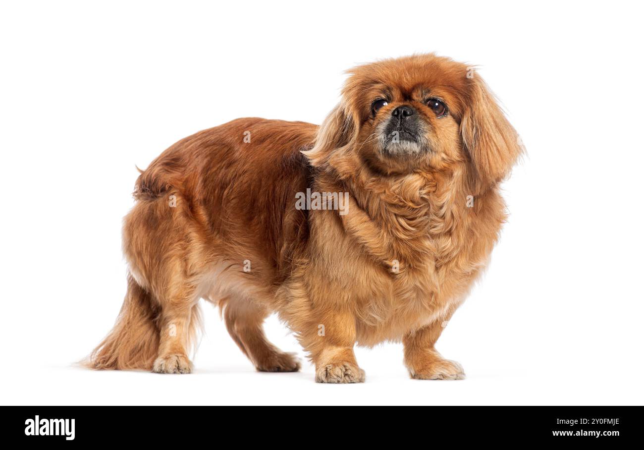 Pekingese in piedi e guardando in alto su sfondo bianco Foto Stock