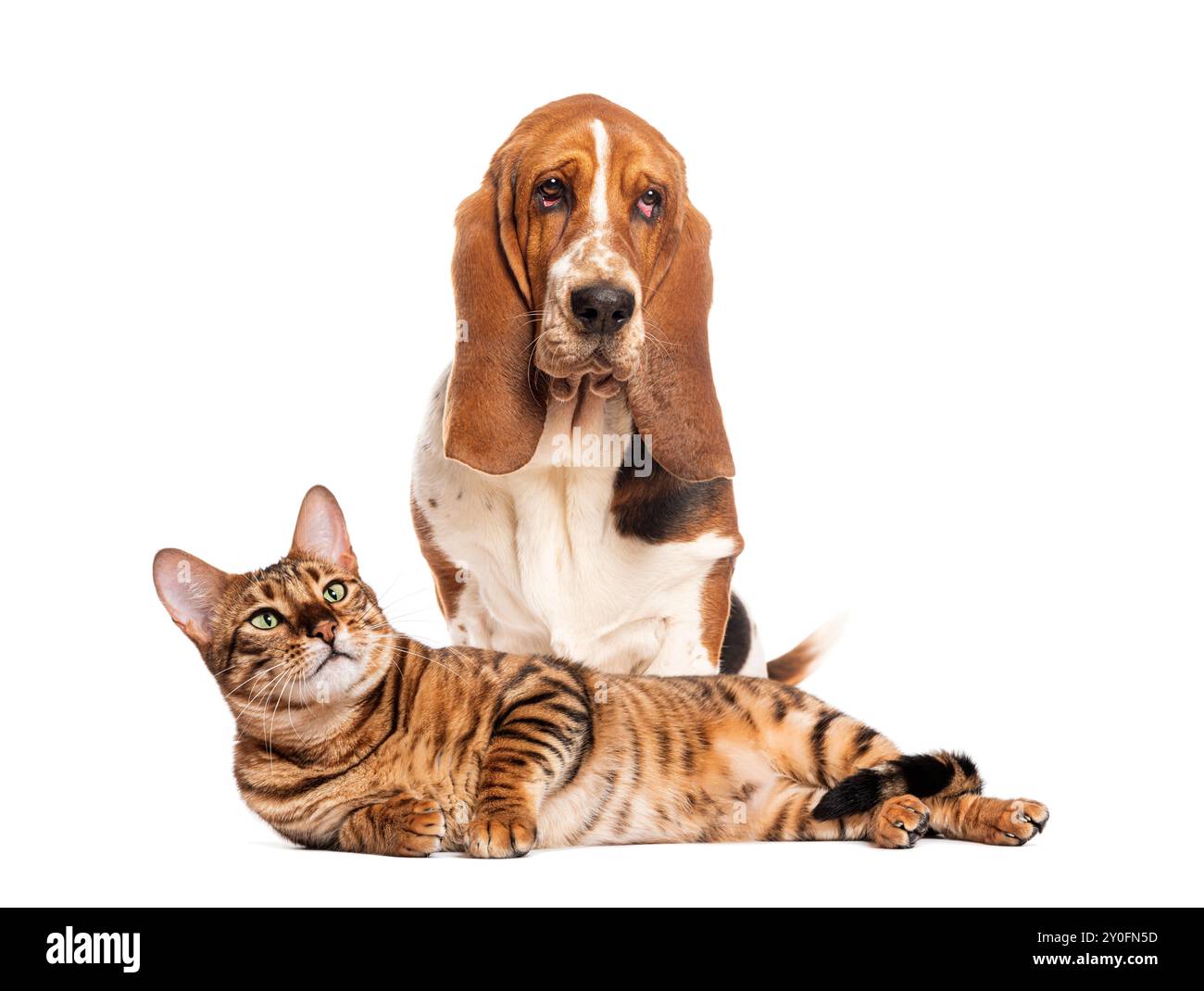 Basset hound seduto con un gatto del bengala sdraiato davanti a esso su uno sfondo bianco Foto Stock