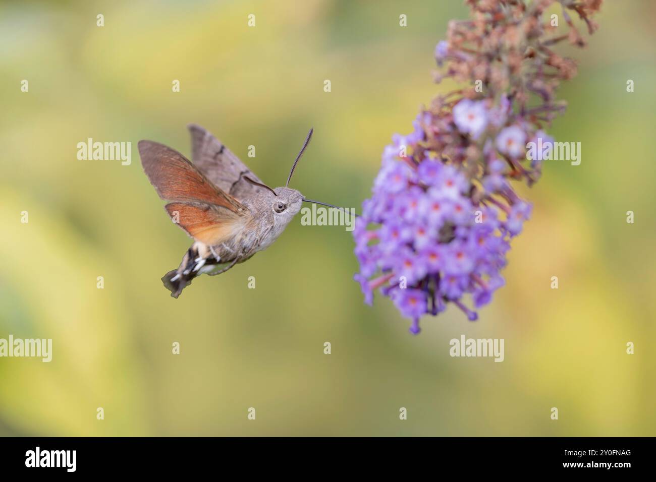 Hummingbird-Hawkmoth Macroglossum stellatarum che dà da mangiare a un fiore in un giardino Foto Stock