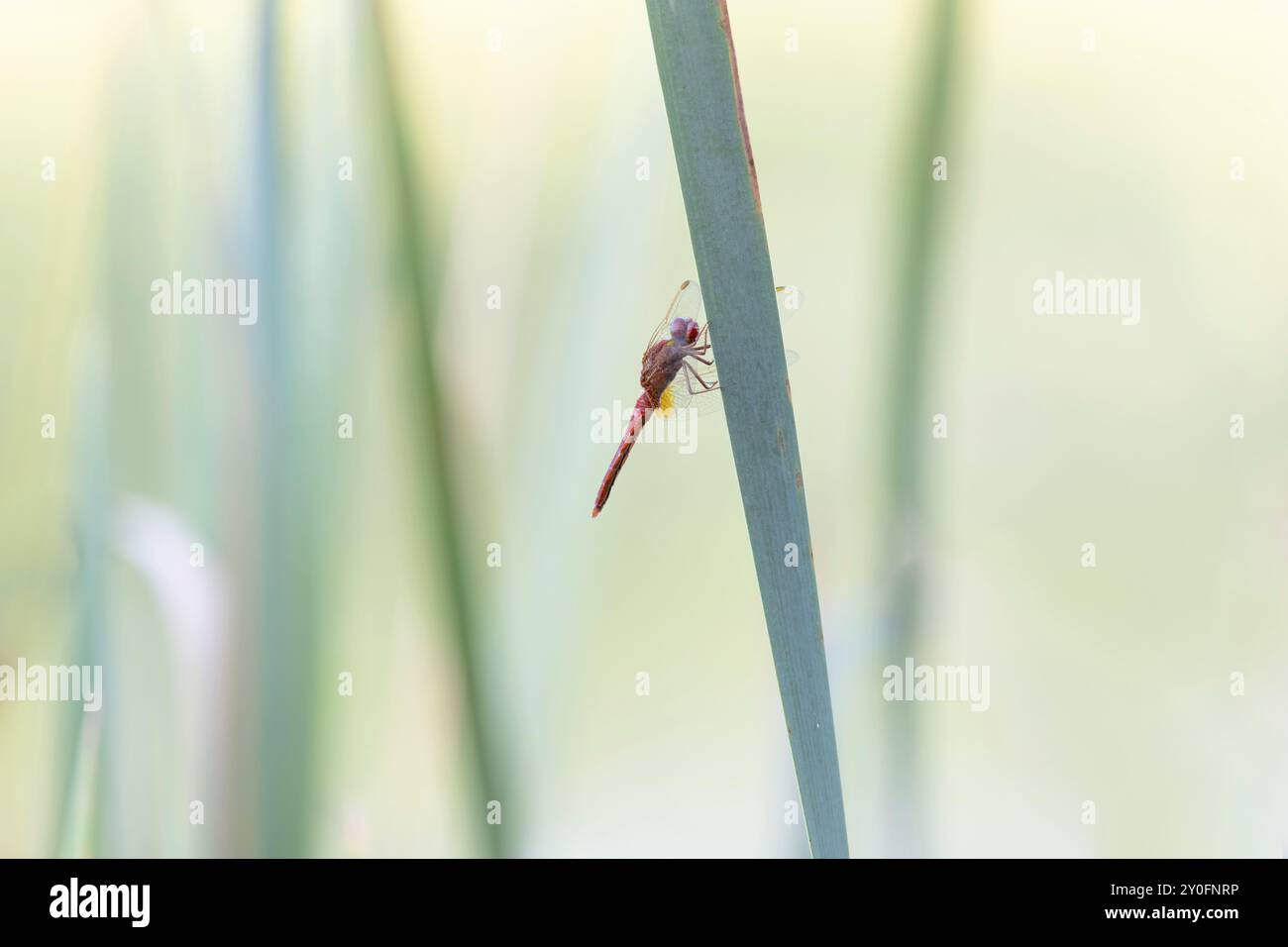 Crocotemis erythraea Dragonfly Scarlet o scarlatto largo in primo piano Foto Stock
