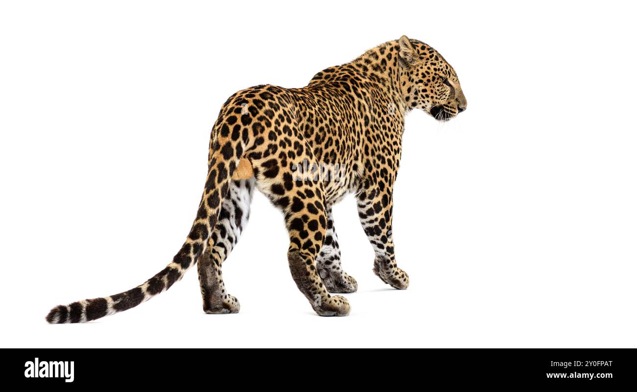 Vista posteriore e laterale di un leopardo maculato in piedi e guardando lateralmente, isolato sul bianco Foto Stock
