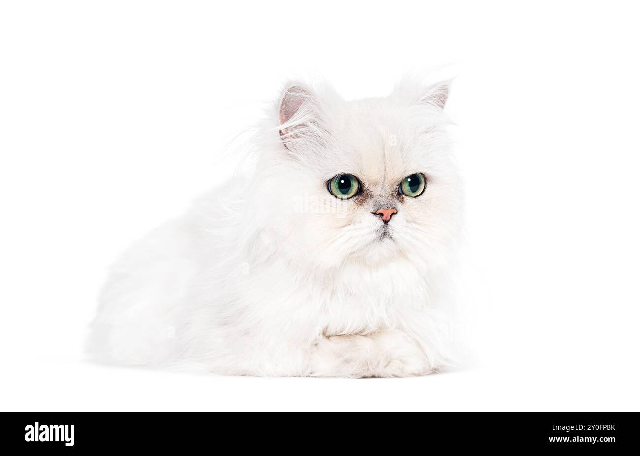 Persan gatto occhi verdi, sdraiato, isolato sul bianco Foto Stock