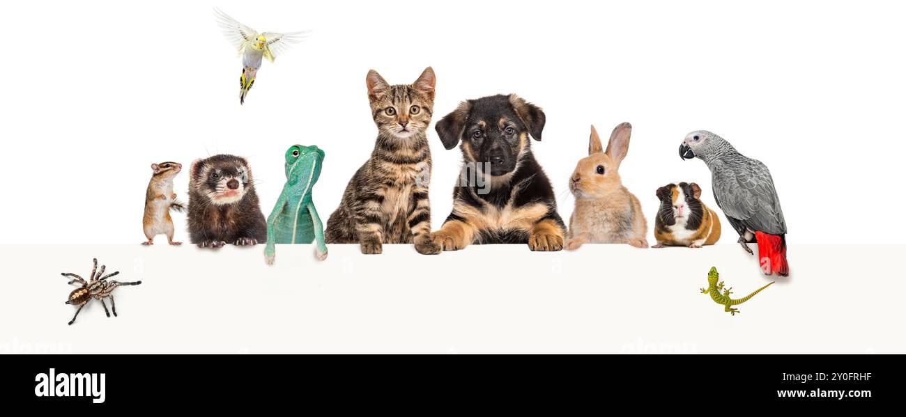 Gruppo di animali domestici appoggiati insieme su un banner Web vuoto per inserire il testo. Gatto, cane, coniglio, furetto, roditore, rettile, uccello, ragno Foto Stock