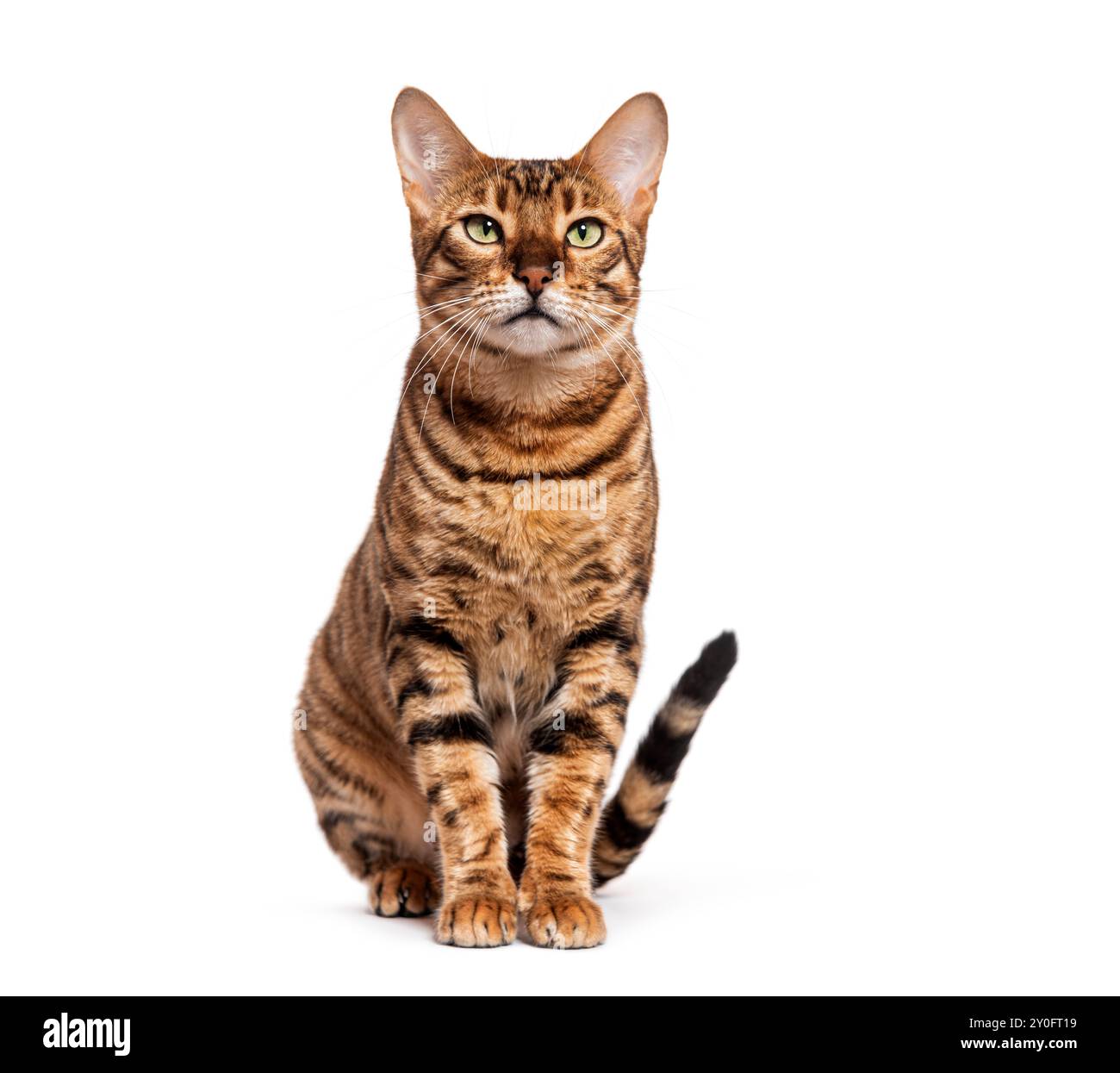 Gatto domestico shorthair a righe con tabby marrone e nero su sfondo bianco Foto Stock