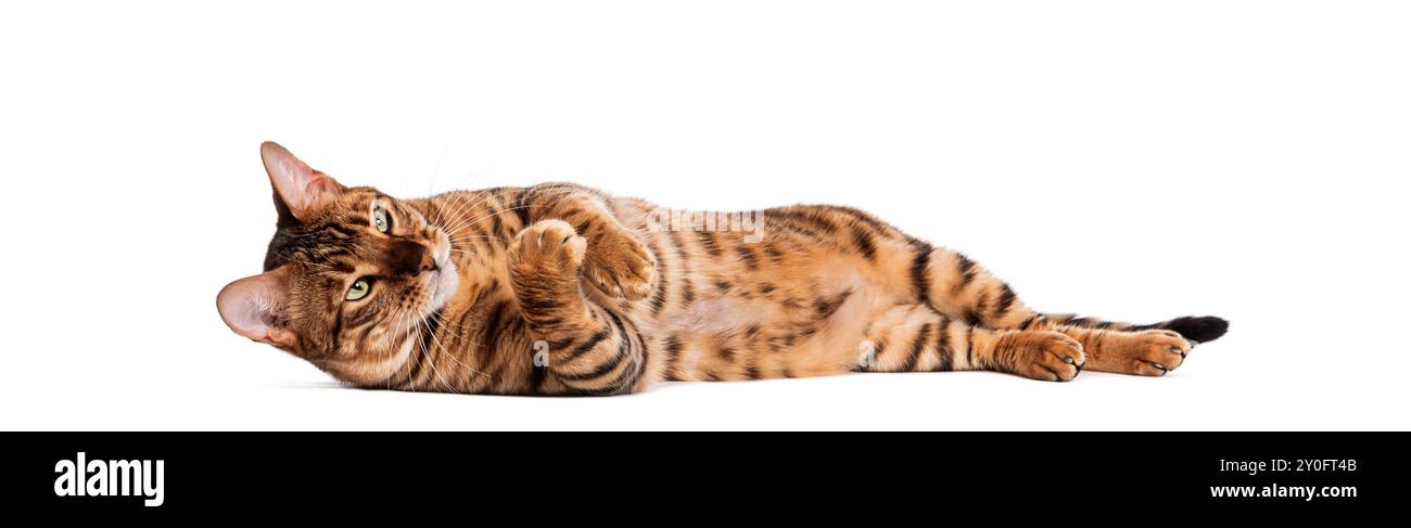 Il gatto Toyger è disteso su un fianco con le zampe nell'aria, godendo un momento di relax Foto Stock