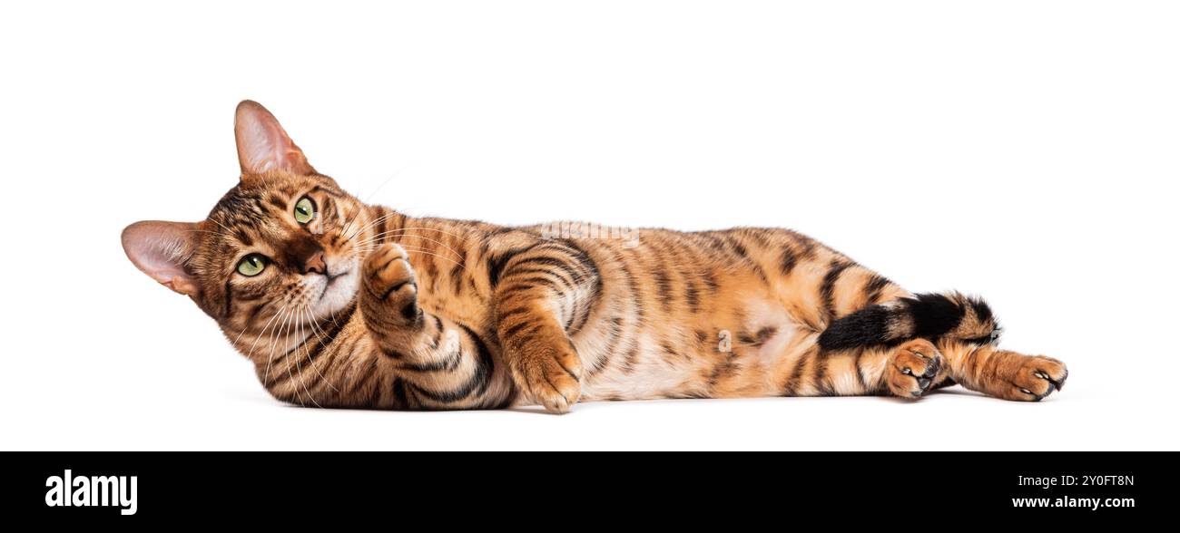 Giocoso gatto di Toyger che giace sul suo fianco e solleva una zampa su sfondo bianco Foto Stock