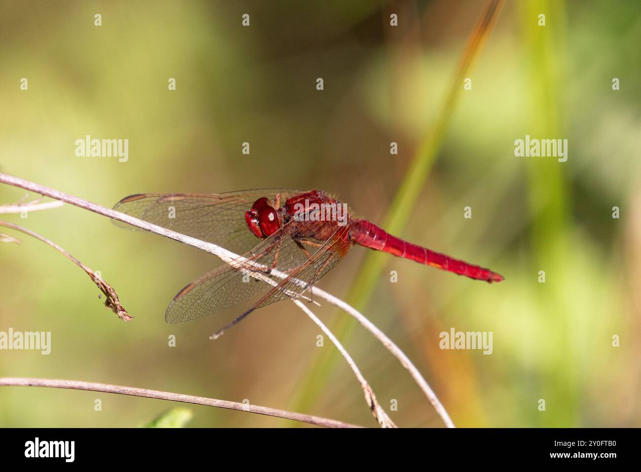 Scarlet Darter o Broad Scarlet Dragonfly maschio - Crocothemis erythraea Foto Stock