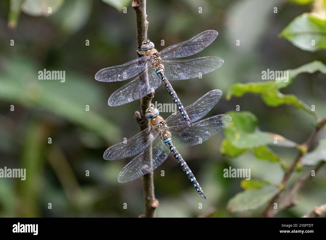 Migrante Hawker o Autumn Hawker Dragonfly due maschi che riposano - Aeshna mixta Foto Stock