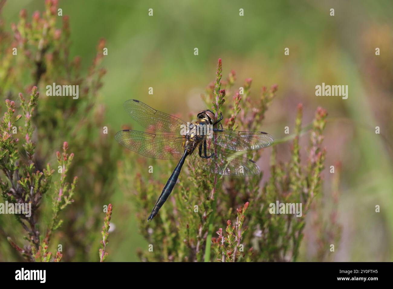 Northern Emerald o Moorland Emerald Dragonfly maschio - Somatochlora arctica Foto Stock