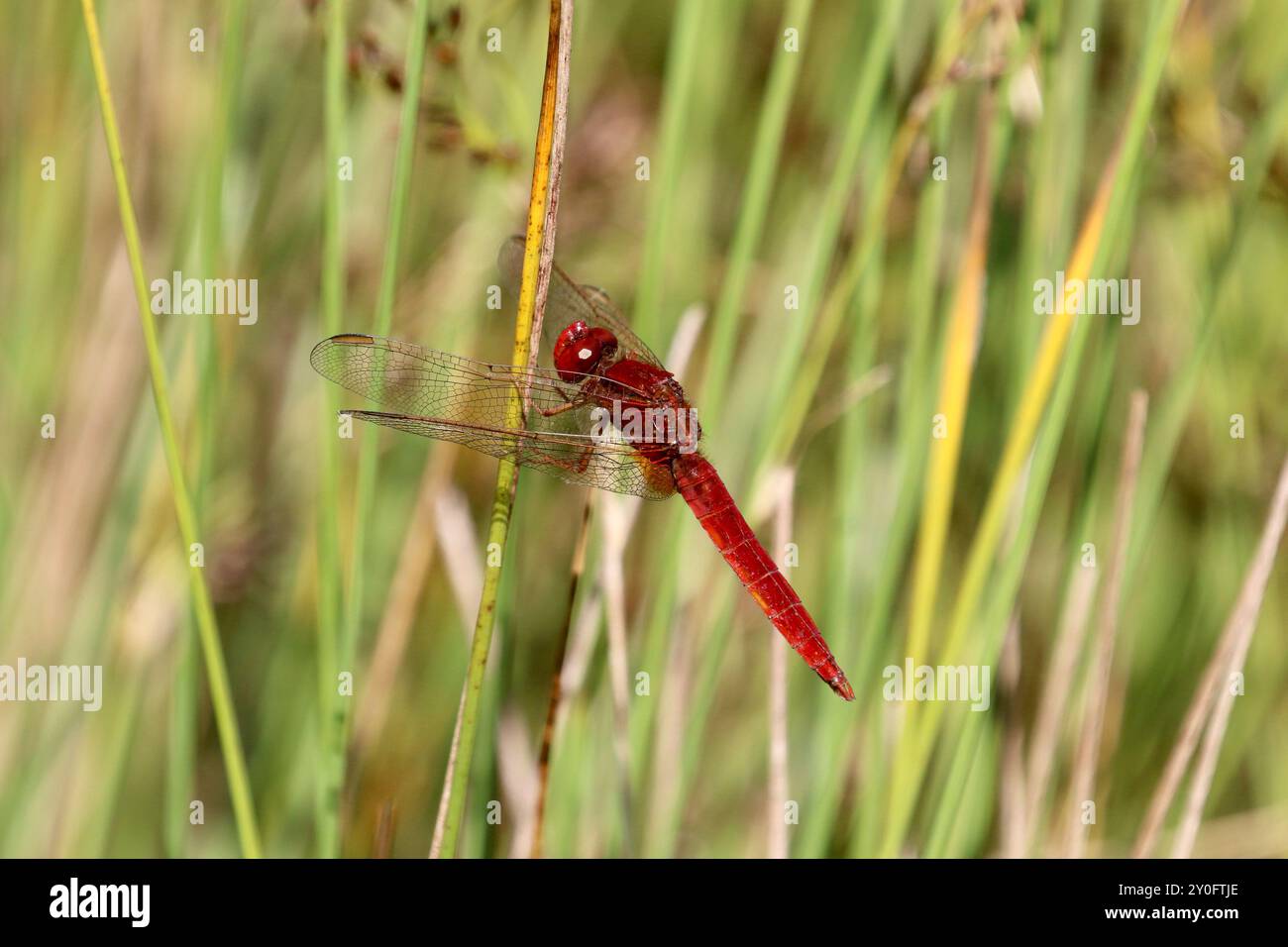 Scarlet Darter o Broad Scarlet Dragonfly maschio - Crocothemis erythraea Foto Stock