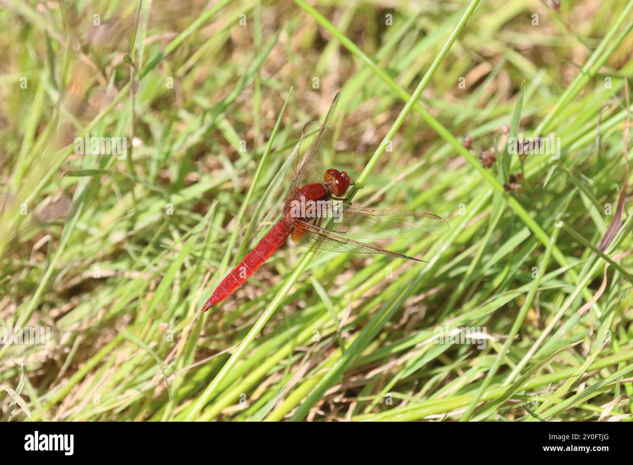 Scarlet Darter o Broad Scarlet Dragonfly maschio - Crocothemis erythraea Foto Stock