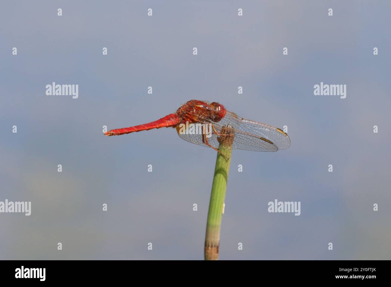 Scarlet Darter o Broad Scarlet Dragonfly maschio - Crocothemis erythraea Foto Stock