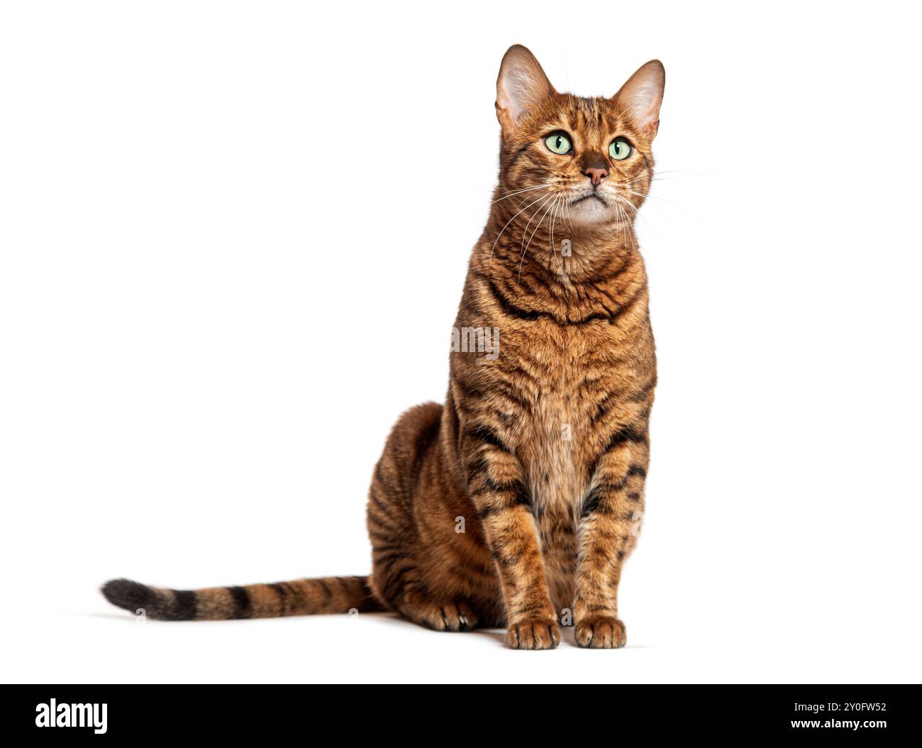 Gatto domestico shorthair a righe con pelliccia marrone e arancione seduta e guardando in alto con curiosità Foto Stock