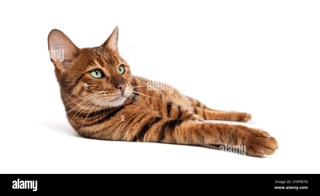 Toyger Cat è adagiato su uno sfondo bianco con le zampe anteriori allungate e la testa leggermente inclinata Foto Stock