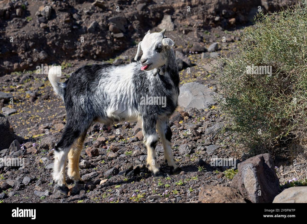 Capra giovane, nera e bianca che si stacca dalla lingua Foto Stock