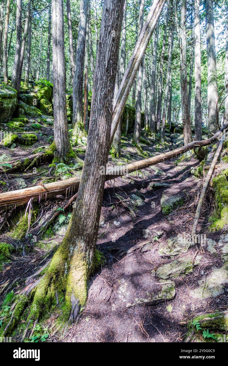 La Warsaw Caves Conservation area in Canada presenta una serie di sette grotte calcaree formate circa 12.000 anni fa durante l'ultima era glaciale. Foto Stock