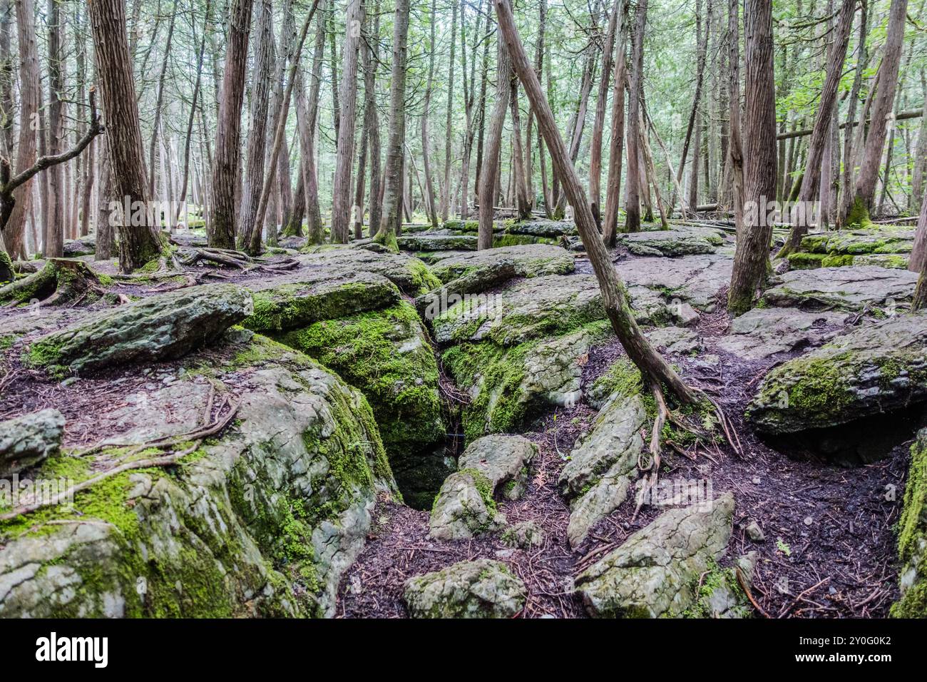 La Warsaw Caves Conservation area in Canada presenta una serie di sette grotte calcaree formate circa 12.000 anni fa durante l'ultima era glaciale. Foto Stock