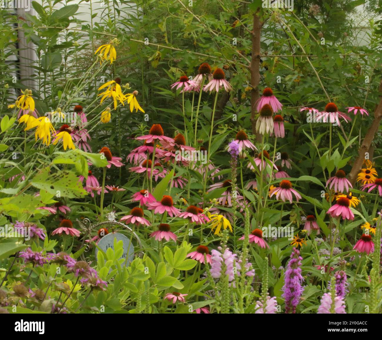 Un giardino di cottage pieno di liatris in fiore, fiori di Coneflowers viola, Milkweed comune, Susans con pinne nere, Balsamo d'api, Turtlehead, Allium e Prairie Conef Foto Stock