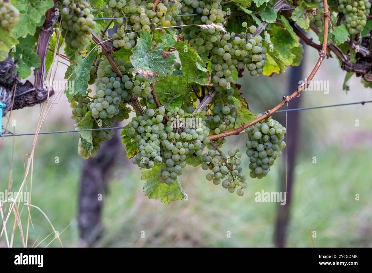 , Deutschland, 02.09.2024, Detailaufnahme von Grünen, reifen Trauben, Die an einer Weinrebe im Weinberg hängen, umgeben von Grünen Blättern. Diese misura Foto Stock