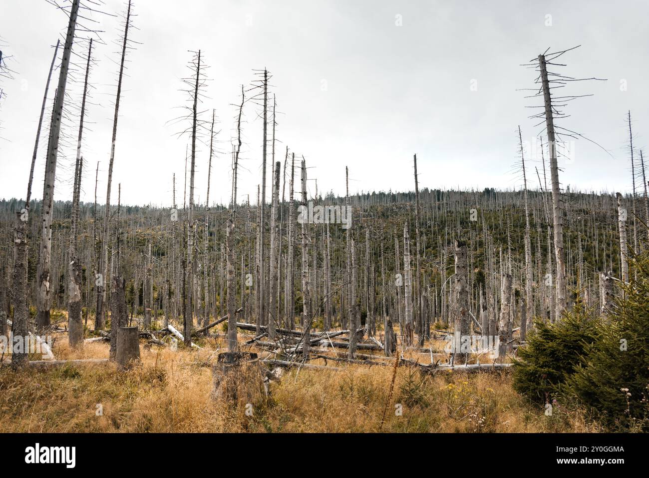 Foresta desolata con alberi secchi nelle montagne di Harz, Germania Foto Stock