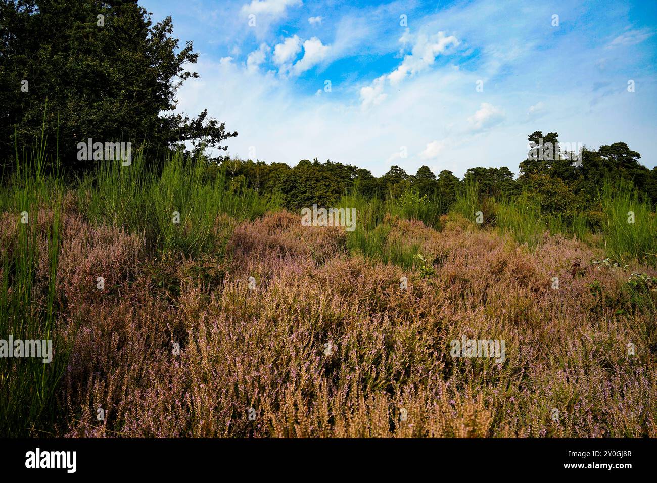 Wahner Heide, Germania. Erica nella riserva naturale tedesca Wahner Heide vicino a Colonia. 30 agosto 2024 Foto Stock