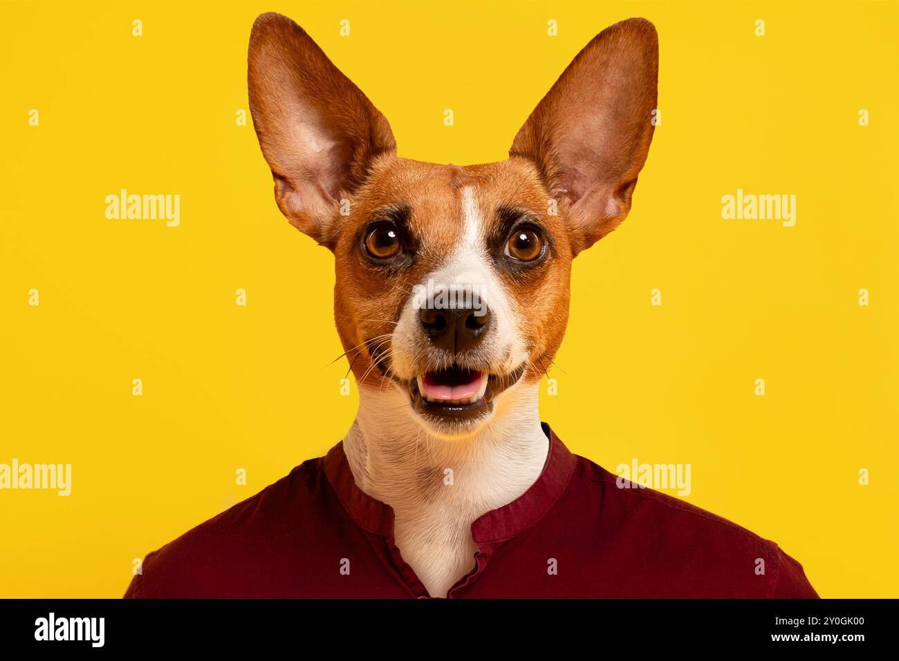 Happy Dog che indossa una camicia rossa davanti allo sfondo giallo Foto Stock