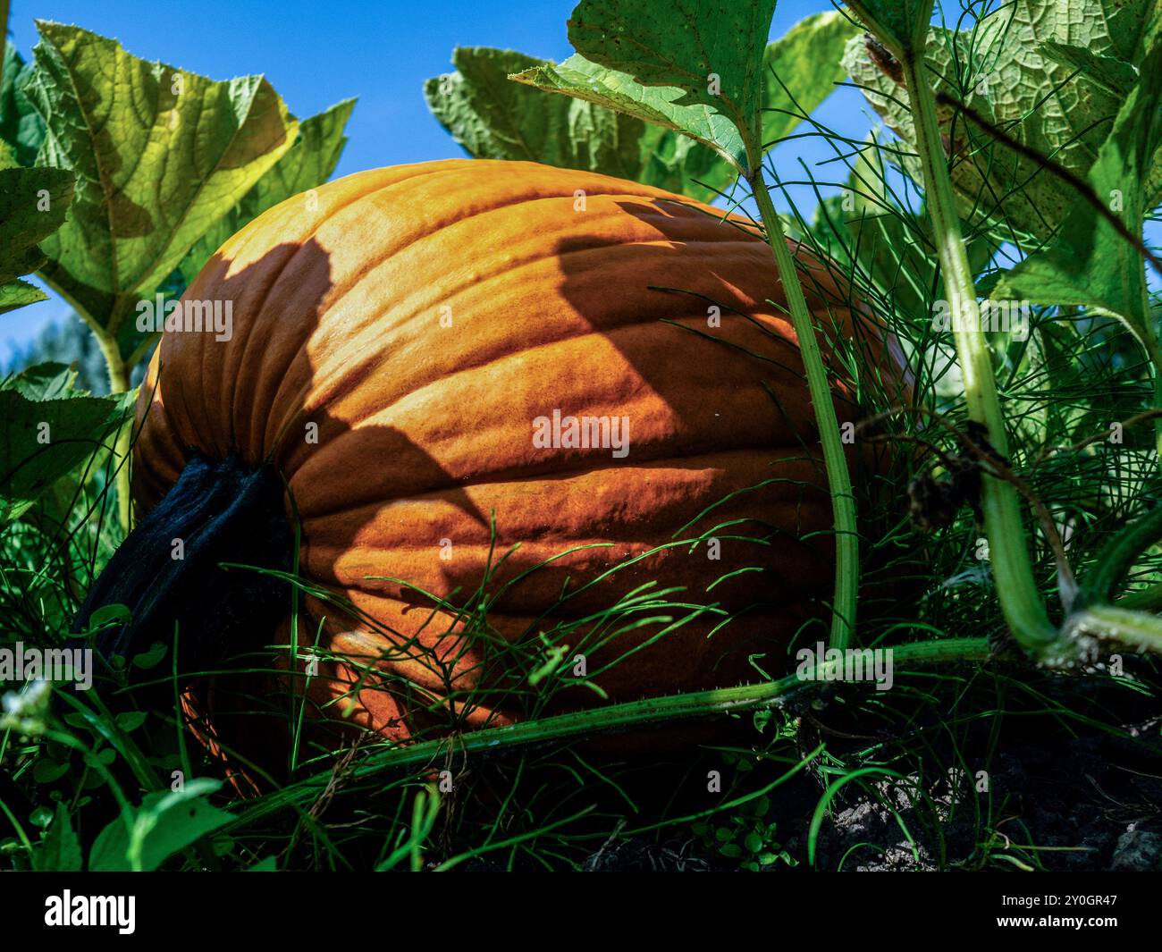 Ressen, Paesi Bassi. 31 agosto 2024. Si vede crescere una zucca sulla terra. Questa domenica è stata la più calda mai registrata nel paese. Il sabato anche le temperature sono salite a 30 gradi in molti luoghi. La gente ha colto l'occasione per praticare sport all'aperto e visitare la campagna in questi ultimi giorni estivi. L'anno scorso ci sono stati sette tiepidi e un record freddo; il quadro è stato simile nel 2022 e nel 2021. Nel 2020, non c'erano record di freddo, ma meno di 14 per temperature record-alte. (Foto di Ana Fernandez/SOPA Images/Sipa USA) credito: SIPA USA/Alamy Live News Foto Stock