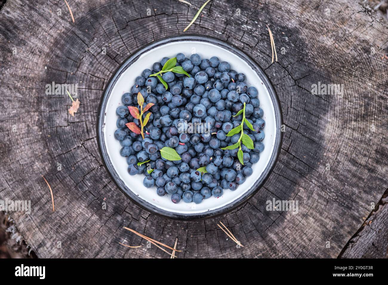 Mirtilli selvatici raccolti in una ciotola su un vecchio ceppo nella foresta. Foraggio su bacche selvatiche in Scandinavia. Concetto di mangiare sano Foto Stock